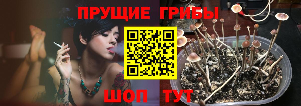 Псилоцибиновые грибы GOLDEN TEACHER Кропоткин